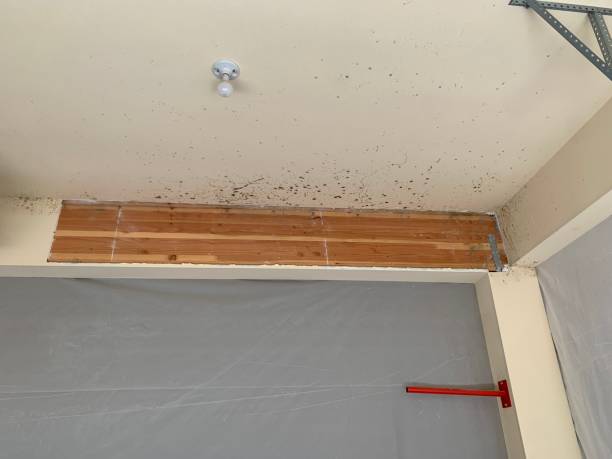 Best Emergency Mold Remediation  in Claremont, NC